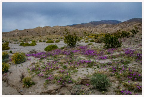 Blooms in Anza Borrego